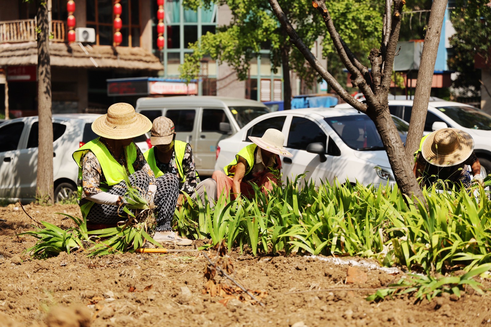 施工人员正在北辛路提升工程栽种绿植